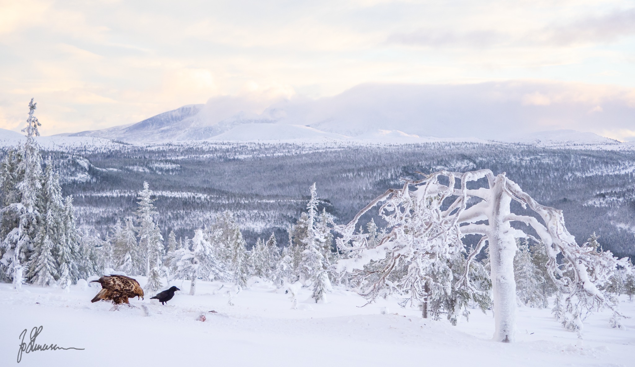 Ørn fotografert fra fotoskjul i Rendalen